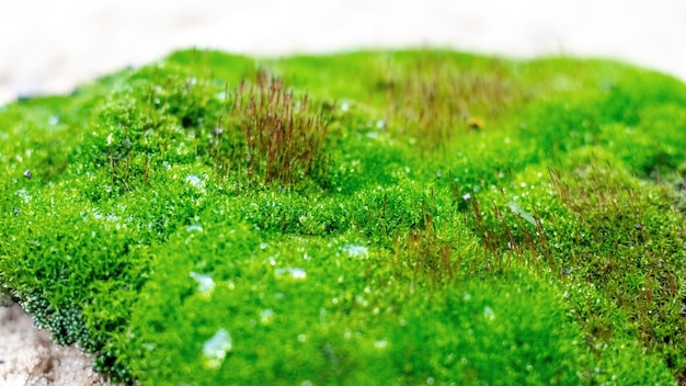 Musgo brilhante verde na floresta no gramado