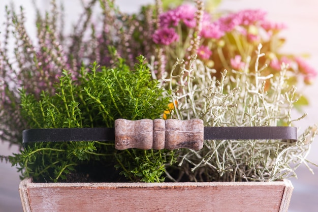 Musgo en cesta de madera con plantas verdes