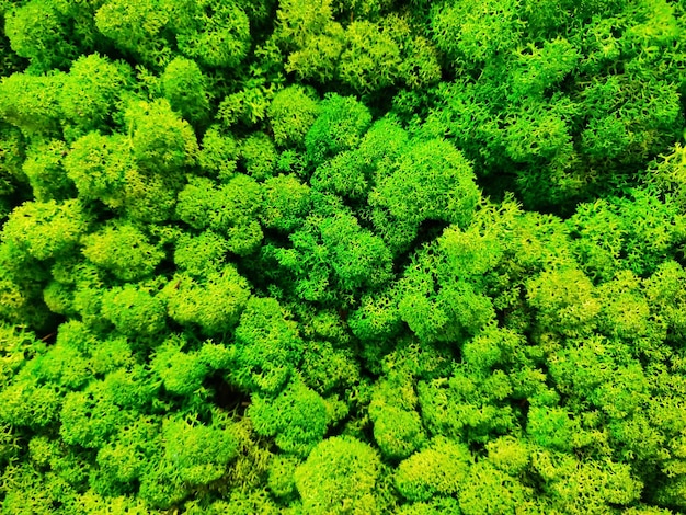 Musgo conservado verde para la decoración de interiores en la pared