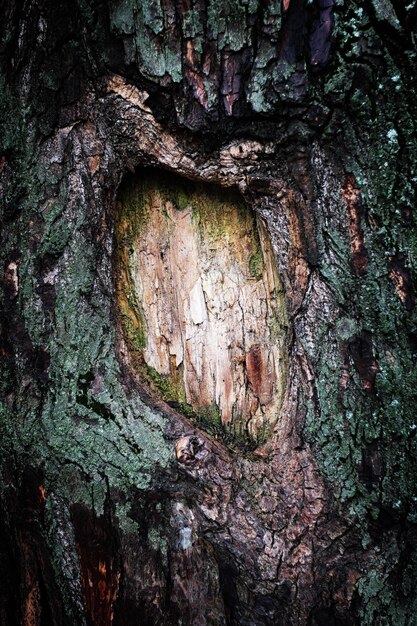 Musgo de corteza de árbol de fondo