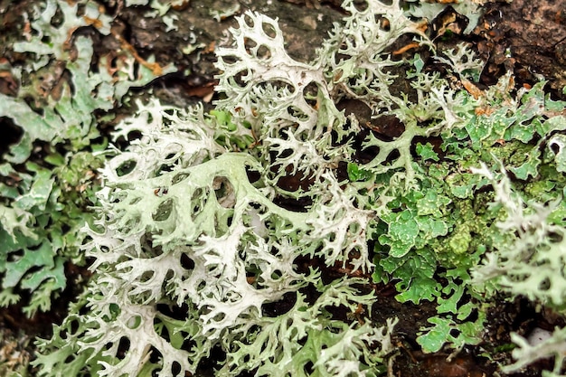 el musgo crece en un árbol. fondo verde natural