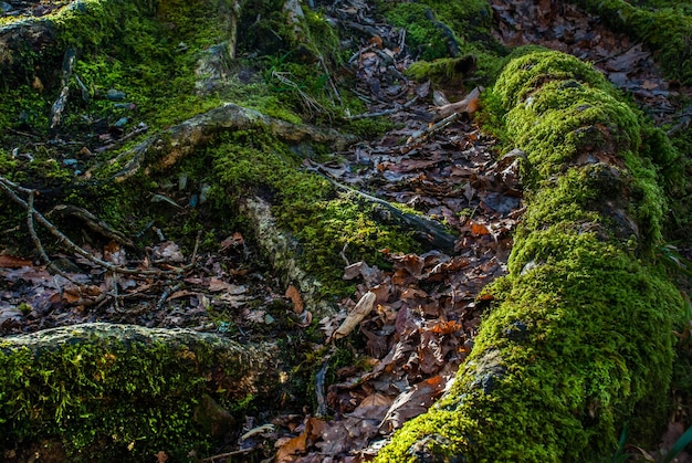 El musgo crece en la roca en el bosque