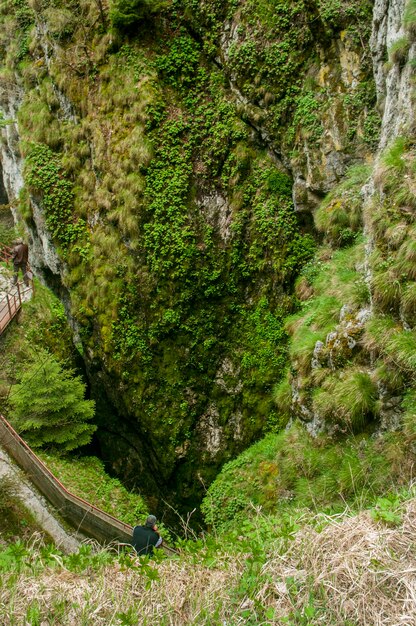 El musgo crece en las rocas del bosque