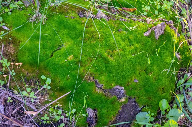 El musgo crece en el suelo del bosque viejo