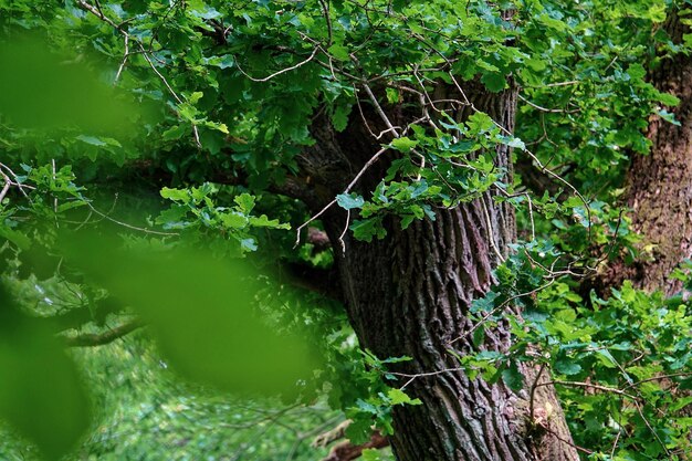 El musgo crece en el tronco del árbol en el bosque