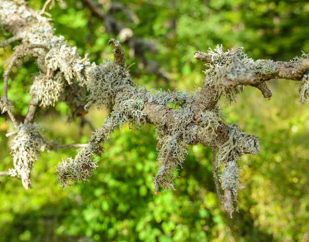 Musgo crescendo em uma árvore em uma floresta