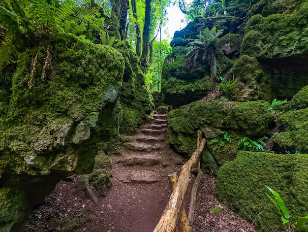 El musgo cubrió las rocas de Puzzlewood, un bosque cerca de Coleford Royal Forest de Dean, Reino Unido.