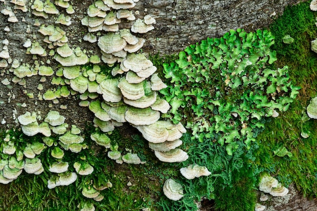 Musgo de cogumelos de madeira e líquenes na textura de fundo de casca de árvore