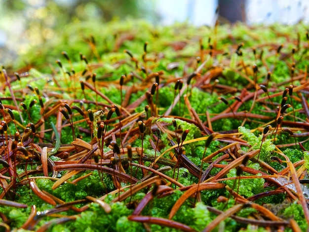 Foto musgo e brotos de plantas