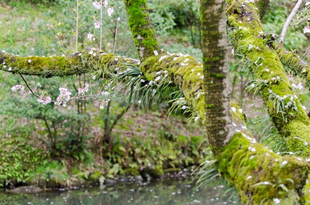 Musgo e líquenes cobrindo um galho de árvore em Kenrokuen Gardens em Kanazawa Japão