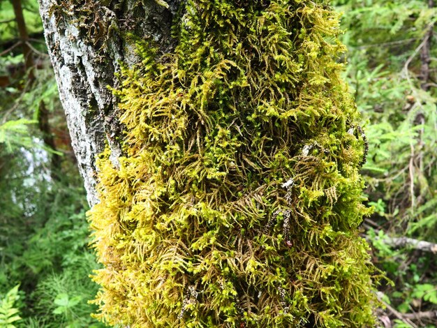 Musgo e líquenes na casca de uma árvore em uma floresta de taiga de abetos Carélia Orzega Musgo verde-amarelo no tronco Ctenidium molluscum Necker musgo