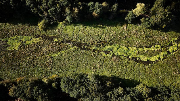 Musgo em um lago em rebild Bakker na Dinamarca