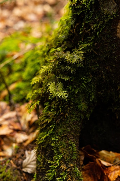 musgo em um tronco floresta plantas da natureza