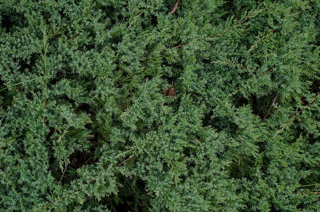 Musgo em uma árvore de plantas no jardim