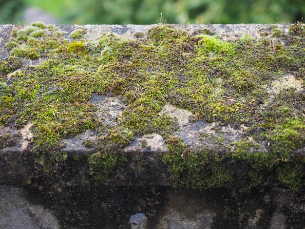 Musgo em uma parede de concreto