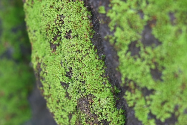 Musgo en el fondo de piedra