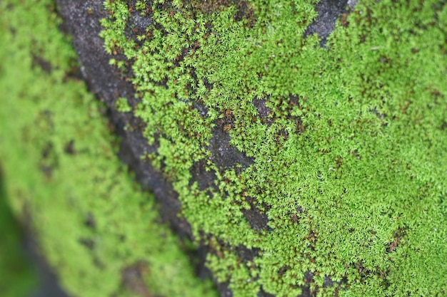 Musgo en el fondo de piedra