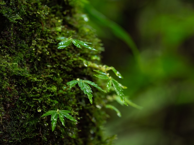 Musgo y helecho en la selva