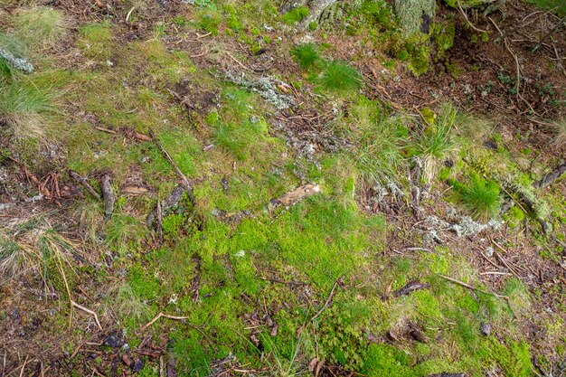 Musgo, hierba y vegetación en el bosque en el Parque Nacional Bucegi