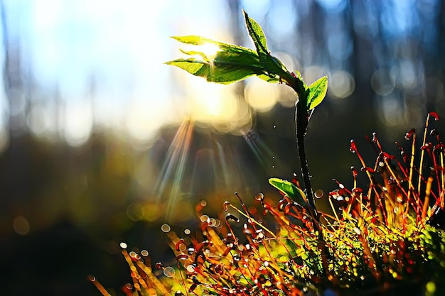 musgo macro primavera/fundo de primavera natural com raios de sol musgo natureza