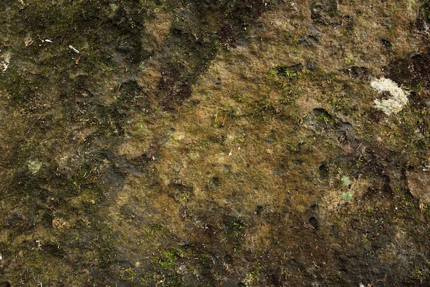Foto musgo na pedra na natureza
