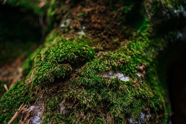 Musgo nas rochas na floresta selvagem