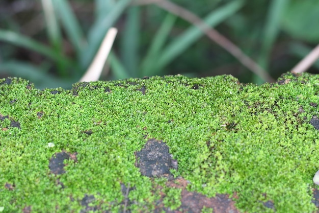 Musgo no fundo de pedra