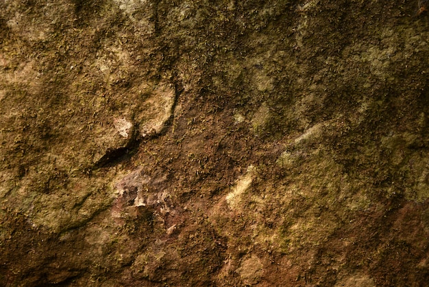 Musgo en piedra en la naturaleza