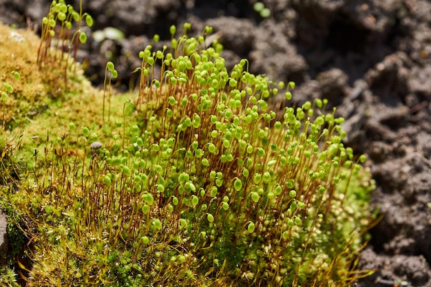 Musgo en primavera en una parcela de jardín