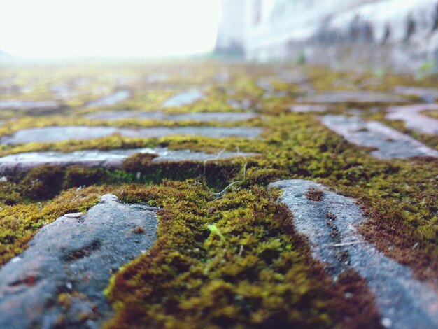 Foto el musgo que crece al aire libre