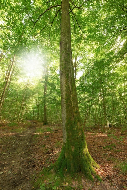 Musgo que cubre un árbol de haya en la conservación ambiental del bosque remoto y la reserva natural Bosques con algas húmedas y crecimiento de hongos en una zona serena, tranquila y mística con exuberantes árboles verdes