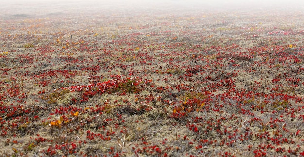 Musgo de reno en el volcán en otoño en la península de Kamchatka