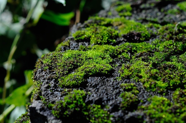 Musgo en una roca con un fondo verde