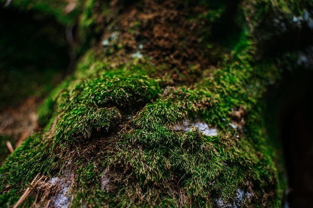 Musgo en las rocas en el bosque salvaje