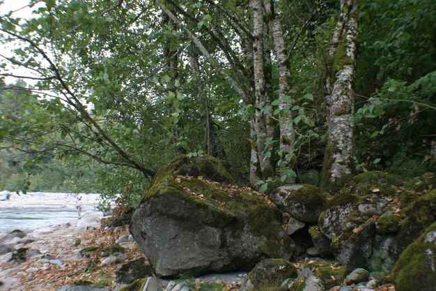 Foto musgo en las rocas del río wenatchee en el bosque