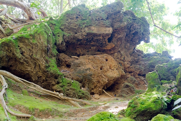 El musgo en las rocas