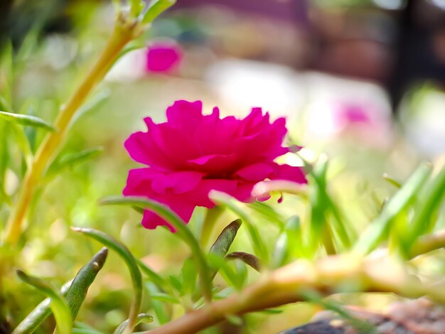 Musgo rosa flor rosa sobre fondo verde borroso Portulaca grandiflora árbol con flores fotografía macro tomada en el jardín