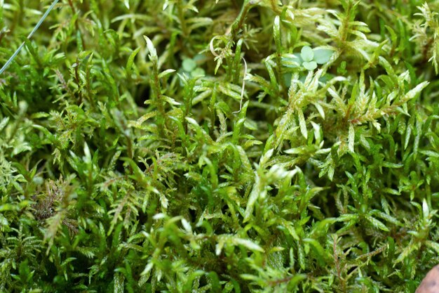 musgo selaginella kraussiana kunzea braun cresce na floresta