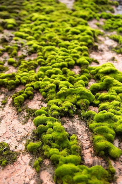 Foto musgo selvagem verde deitado em uma árvore em um dia ensolarado, massa unificada verde de fundo para o design