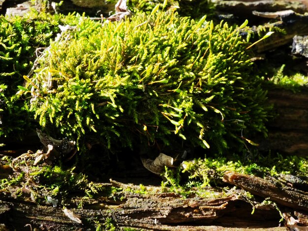 musgo sphagnum en un árbol