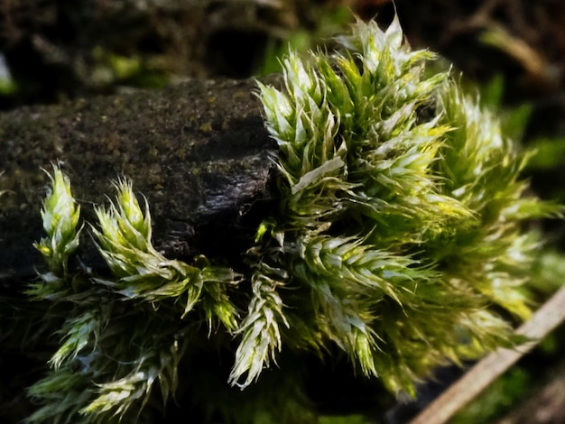 musgo sphagnum en un árbol