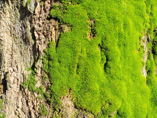 Musgo suave verde brillante en el tronco de un árbol Primer plano de la superficie de un árbol Fondo de elementos naturales Vieja corteza gruesa