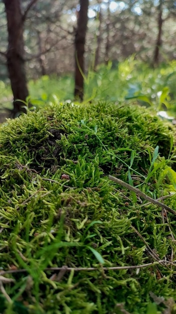 Musgo en el suelo en el bosque