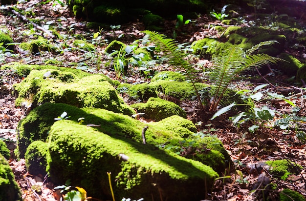 Musgo y valla en el bosque