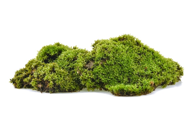 El musgo verde aislado sobre un fondo blanco