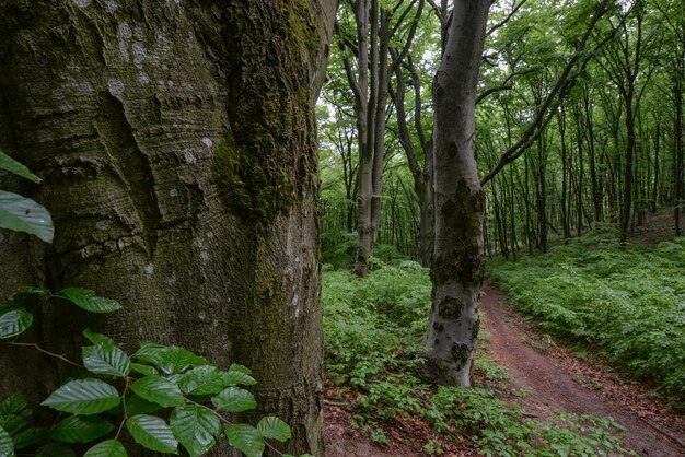 Foto el musgo verde en un árbol en el bosque de poloniny