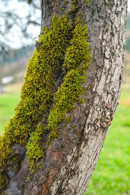 Musgo verde en un árbol en el bosque