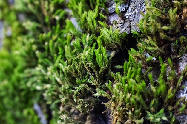 Musgo verde en un árbol de cerca