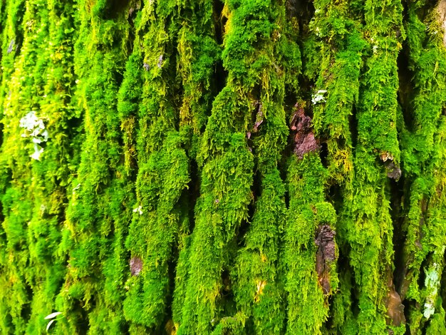 El musgo verde en el árbol en la selva tropical