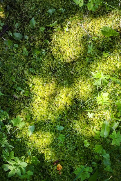 Musgo verde en el bosque en un día soleado de verano.